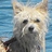 Barkydog